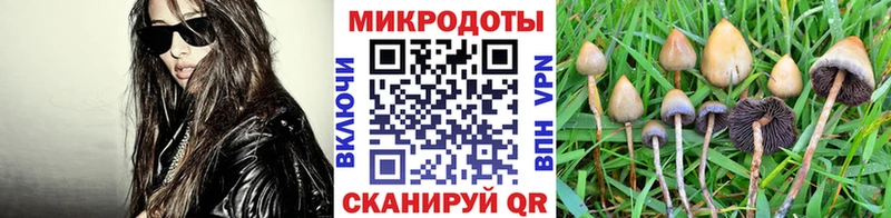 закладка  Дмитровск  Псилоцибиновые грибы Cubensis 